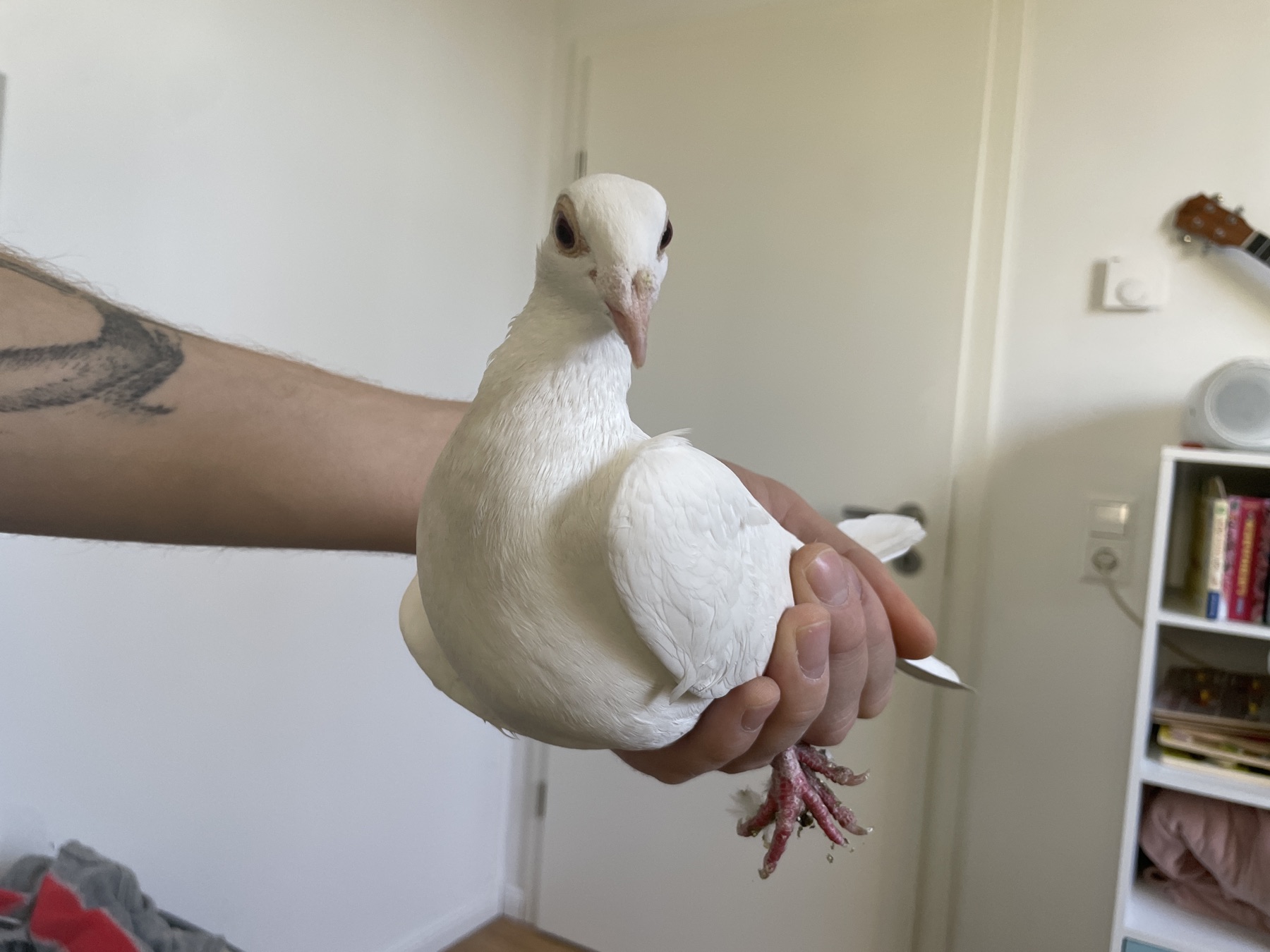 Weiße Taube sitzt auf einem Arm in einer Pflegestelle