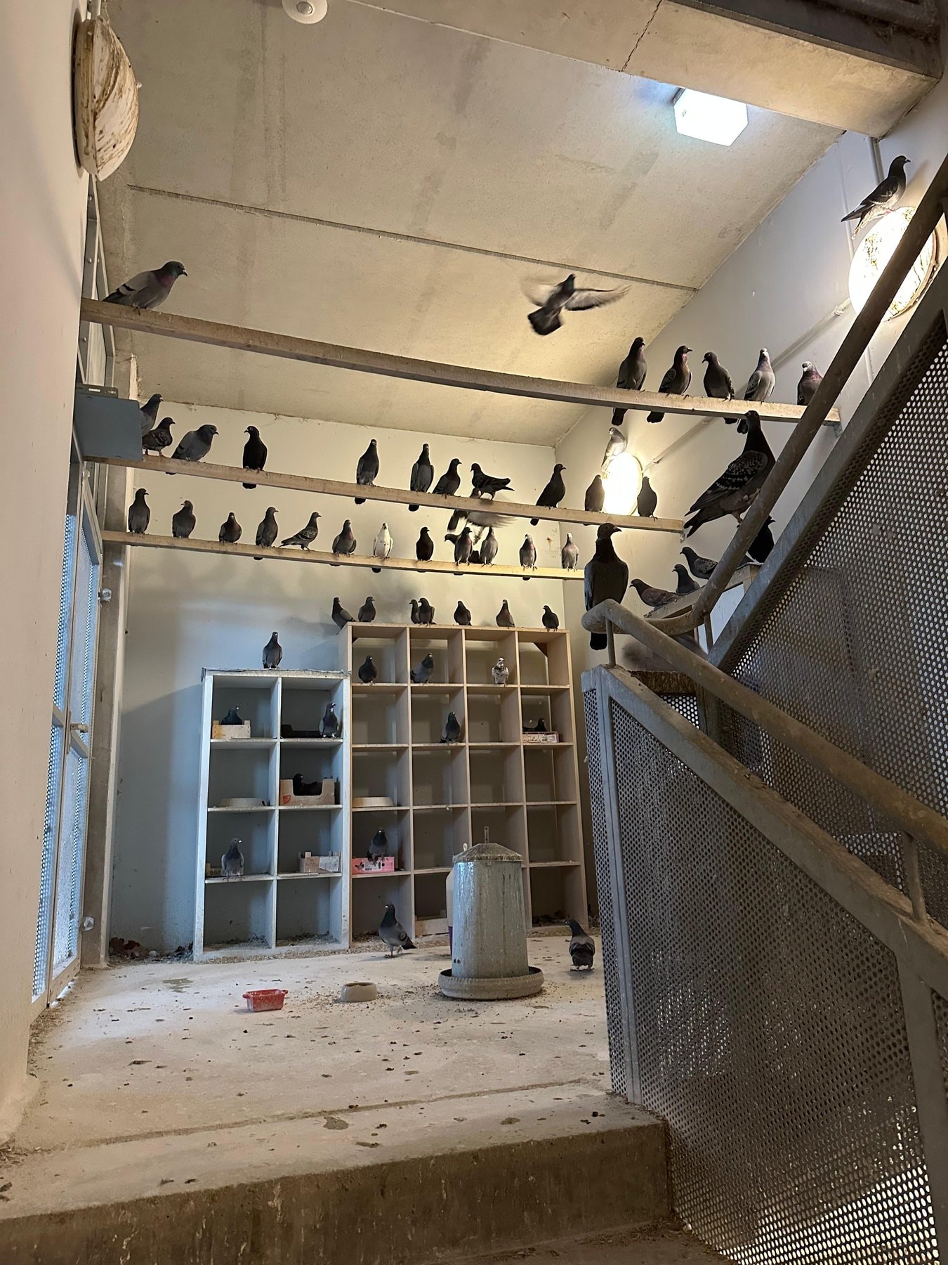 Schwarm am Taubenhaus-Standort in Bernau